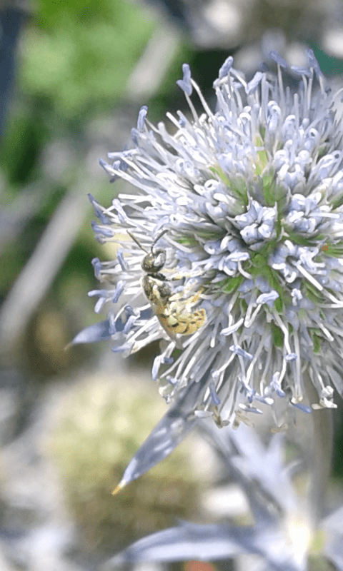 Nomioides sp. (Apidae Halictinae)?